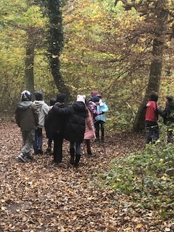 Wald 4b2